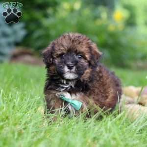 Frankie, Havapoo Puppy